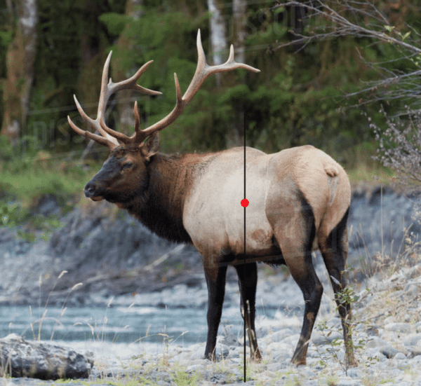 Archery Shot Placement for Elk - ElkBros.com