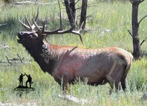 Read more about the article Archery Shot Placement for Elk