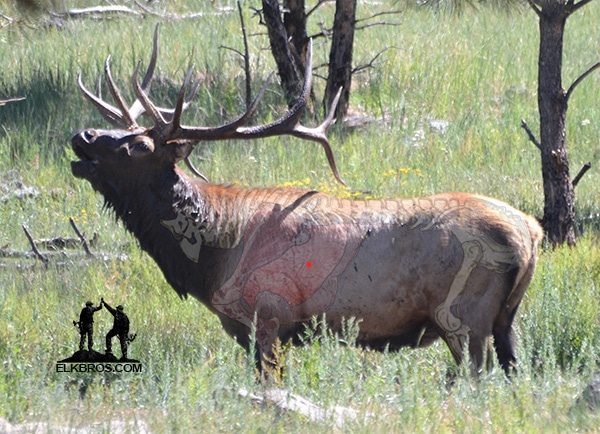 bull elk vitals