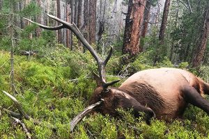 Read more about the article Hey Elk Bros!