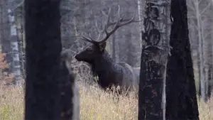 Read more about the article Hunting the Elk Rut. What does that really mean?