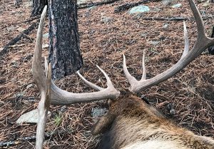 Read more about the article You Want To Elk Hunt? The Best Advice I Would Give You Is……